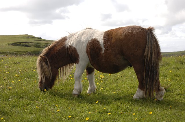 Записать лошадку. Шетлендский пони гнедой. Шетландские пони острова. Шотландский пони. Шотландская лошадь.
